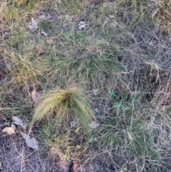 Nassella trichotoma at Mount Majura - 23 May 2024