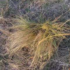 Nassella trichotoma (Serrated Tussock) at Mount Majura - 23 May 2024 by waltraud