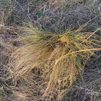 Nassella trichotoma (Serrated Tussock) at The Fair, Watson - 23 May 2024 by waltraud