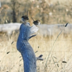 Malurus cyaneus (Superb Fairywren) at suppressed - 28 May 2024 by CallumBraeRuralProperty