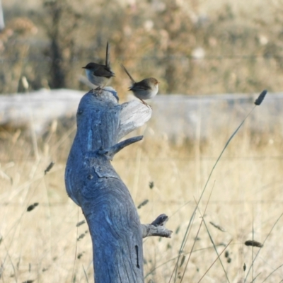 Malurus cyaneus (Superb Fairywren) at suppressed - 28 May 2024 by CallumBraeRuralProperty