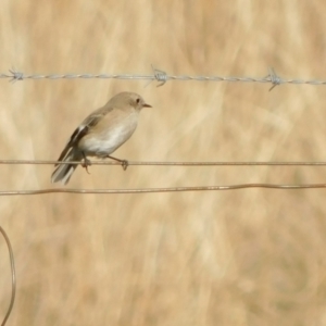 Petroica phoenicea at Symonston, ACT - 28 May 2024