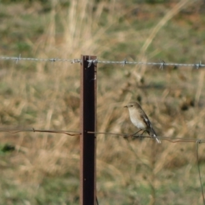 Petroica phoenicea at Symonston, ACT - 28 May 2024