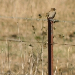 Petroica phoenicea at Symonston, ACT - 28 May 2024