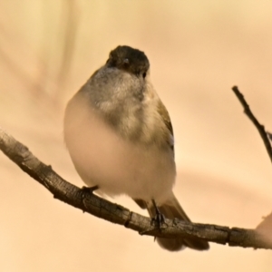 Pachycephala pectoralis at Woodstock Nature Reserve - 28 May 2024 11:32 AM