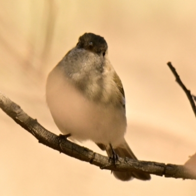 Unidentified Bird at Woodstock Nature Reserve - 28 May 2024 by Thurstan