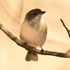 Pachycephala pectoralis at Woodstock Nature Reserve - 28 May 2024