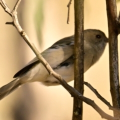 Pachycephala pectoralis at Woodstock Nature Reserve - 28 May 2024