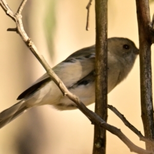 Pachycephala pectoralis at Woodstock Nature Reserve - 28 May 2024