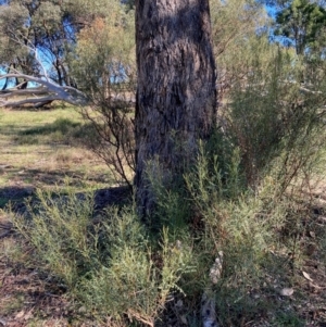 Indigofera adesmiifolia at Hall, ACT - 28 May 2024 10:58 AM