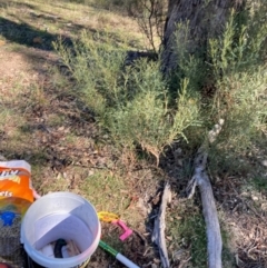 Indigofera adesmiifolia at Hall, ACT - 28 May 2024