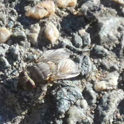 Unidentified Blow fly (Calliphoridae) at Queanbeyan West, NSW - 27 May 2024 by Paul4K