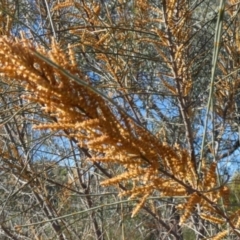 Allocasuarina verticillata (Drooping Sheoak) at Queanbeyan West, NSW - 27 May 2024 by Paul4K