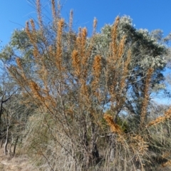 Allocasuarina verticillata at QPRC LGA - 28 May 2024