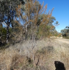 Allocasuarina verticillata at QPRC LGA - 28 May 2024