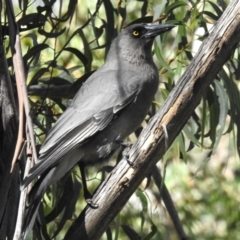 Strepera versicolor (Grey Currawong) at Tidbinbilla Nature Reserve - 27 May 2024 by JohnBundock