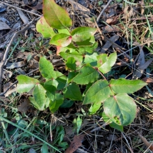 Berberis aquifolium at Hall, ACT - 28 May 2024 11:00 AM