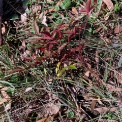 Nandina domestica (Sacred Bamboo) at Hall, ACT - 21 May 2024 by Rosie