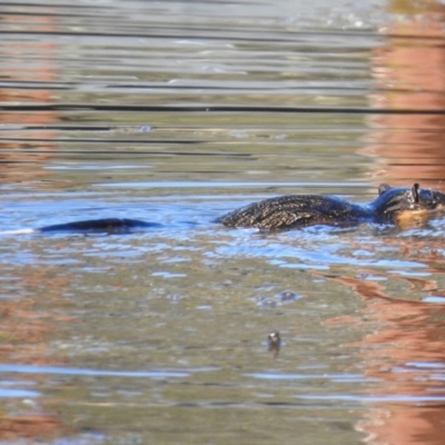 Hydromys chrysogaster (Rakali or Water Rat) at Paddys River, ACT - 27 May 2024 by JohnBundock