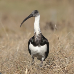 Threskiornis spinicollis (Straw-necked Ibis) at Strathnairn, ACT - 28 May 2024 by MichaelWenke