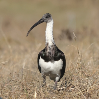 Threskiornis spinicollis (Straw-necked Ibis) at Strathnairn, ACT - 28 May 2024 by Trevor