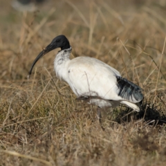 Threskiornis molucca (Australian White Ibis) at Strathnairn, ACT - 28 May 2024 by Trevor