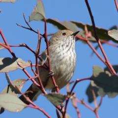 Acanthiza pusilla (Brown Thornbill) at Ginninderry Conservation Corridor - 28 May 2024 by MichaelWenke