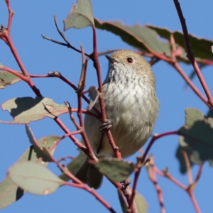 Acanthiza pusilla at Ginninderry Conservation Corridor - 28 May 2024