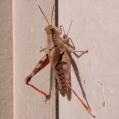 Phaulacridium vittatum (Wingless Grasshopper) at WendyM's farm at Freshwater Ck. - 14 May 2023 by WendyEM