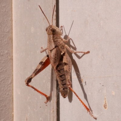 Phaulacridium vittatum (Wingless Grasshopper) at WendyM's farm at Freshwater Ck. - 14 May 2023 by WendyEM