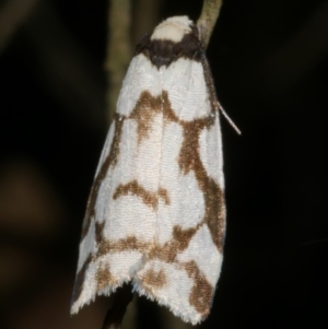 Chiriphe dichotoma at WendyM's farm at Freshwater Ck. - 15 May 2023 10:45 PM