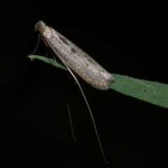 Ceromitia iolampra (A Fairy moth) at Freshwater Creek, VIC - 15 May 2023 by WendyEM