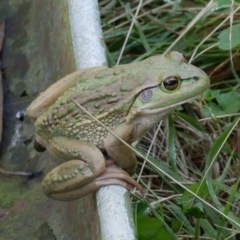 Litoria raniformis (Southern Bell Frog) at Freshwater Creek, VIC - 15 May 2023 by WendyEM