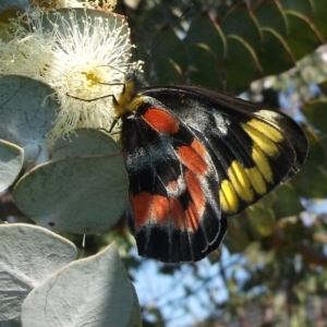 Delias harpalyce at Herne Hill, VIC - 24 May 2023 10:32 AM