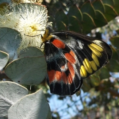 Delias harpalyce (Imperial Jezebel) at Herne Hill, VIC - 24 May 2023 by WendyEM