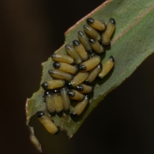 Paropsisterna cloelia at WendyM's farm at Freshwater Ck. - 7 Apr 2023 02:02 PM