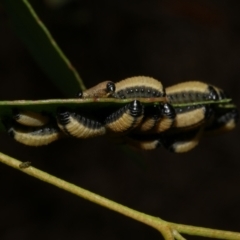 Paropsisterna cloelia (Eucalyptus variegated beetle) at Freshwater Creek, VIC - 7 Apr 2023 by WendyEM