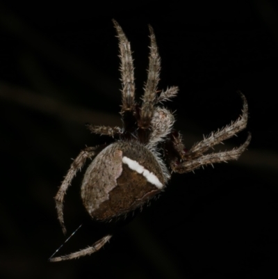 Araneinae (subfamily) at Freshwater Creek, VIC - 14 Apr 2023 by WendyEM