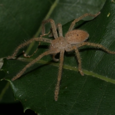 Neosparassus diana at Freshwater Creek, VIC - 14 Apr 2023 by WendyEM