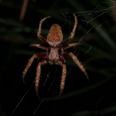 Unidentified Orb-weaving spider (several families) at Freshwater Creek, VIC - 21 Apr 2023 by WendyEM