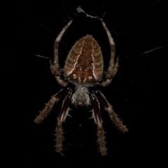 Unidentified Orb-weaving spider (several families) at Freshwater Creek, VIC - 21 Apr 2023 by WendyEM