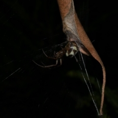 Phonognatha graeffei at WendyM's farm at Freshwater Ck. - 21 Apr 2023 by WendyEM