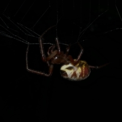 Unidentified Orb-weaving spider (several families) at Freshwater Creek, VIC - 21 Apr 2023 by WendyEM