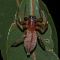 Clubiona sp. (genus) (Unidentified Stout Sac Spider) at WendyM's farm at Freshwater Ck. - 21 Apr 2023 by WendyEM