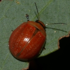 Unidentified Leaf beetle (Chrysomelidae) at Freshwater Creek, VIC - 21 Apr 2023 by WendyEM