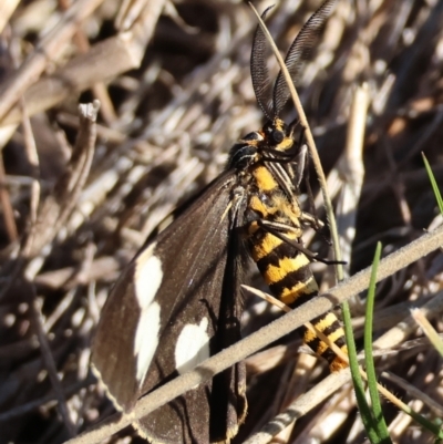 Nyctemera amicus (Senecio Moth, Magpie Moth, Cineraria Moth) at Deakin, ACT - 26 May 2024 by LisaH
