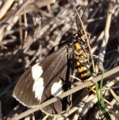 Nyctemera amicus at Hughes Grassy Woodland - 26 May 2024