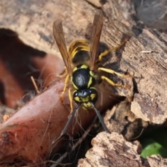 Vespula germanica (European Wasp, German Yellowjacket Wasp) at Hughes Grassy Woodland - 26 May 2024 by LisaH