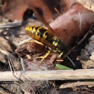 Vespula germanica at Red Hill to Yarralumla Creek - 26 May 2024 02:07 PM