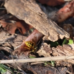 Vespula germanica at Red Hill to Yarralumla Creek - 26 May 2024 02:07 PM